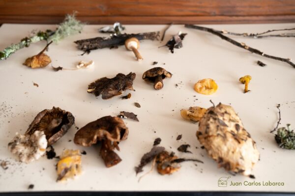 Festival Reino Fungi 4