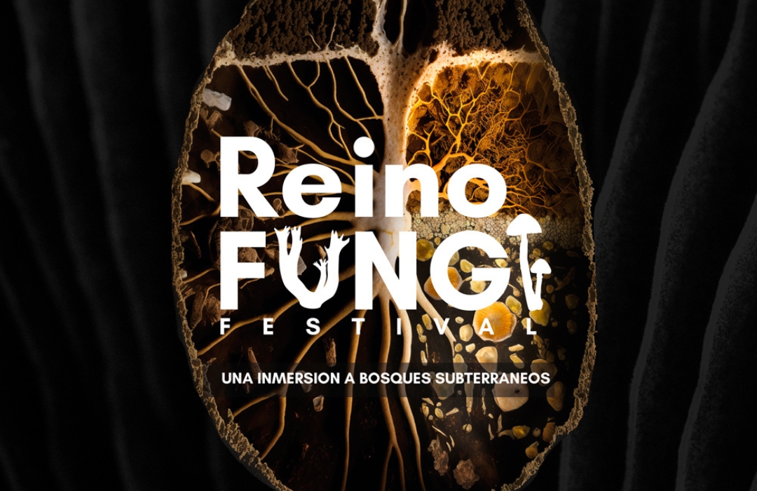 Festival reino fungi 2023, Pucón